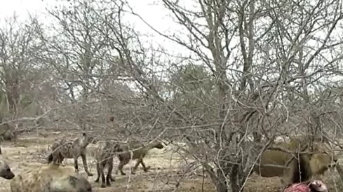 Υαινες επιχειρούν να επιτεθούν σε λιοντάρι αλλά η αντίδρασή του τις έκανε να το μετανιώσουν (βίντεο)